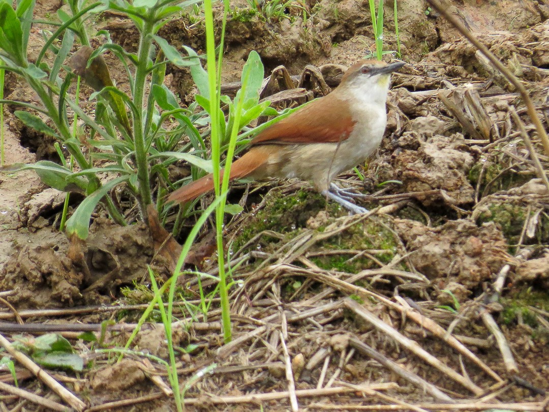 Yellow-chinned Spinetail - ML623830161