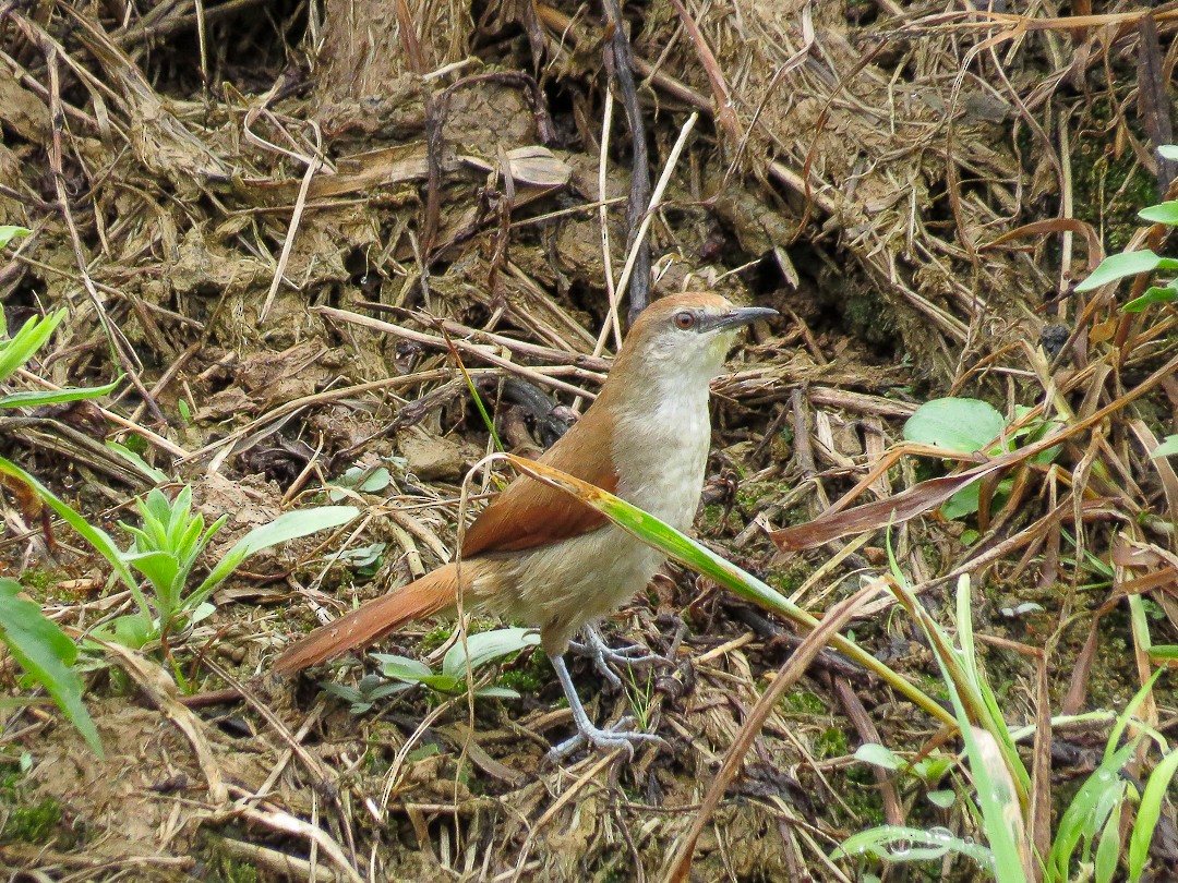 Yellow-chinned Spinetail - ML623830162