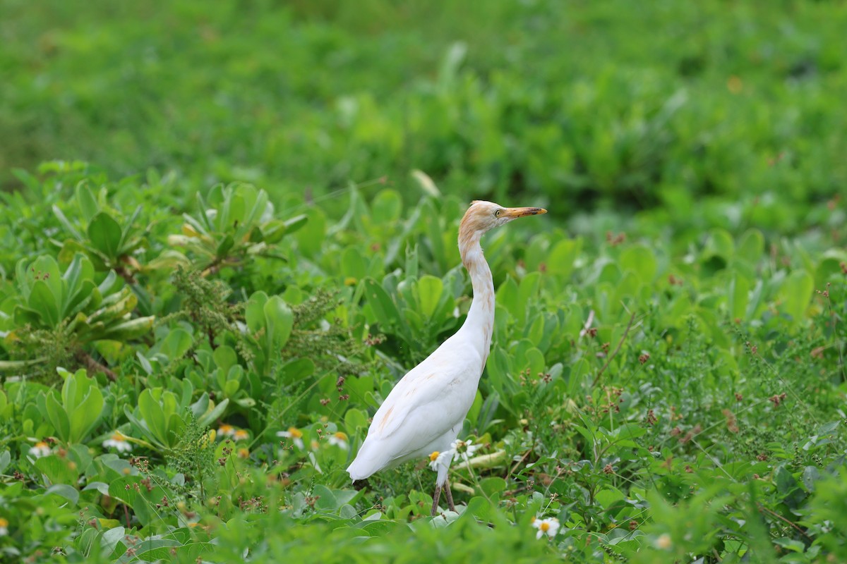 volavka dobytčí - ML623830163