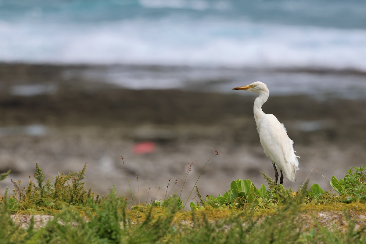 volavka dobytčí - ML623830164