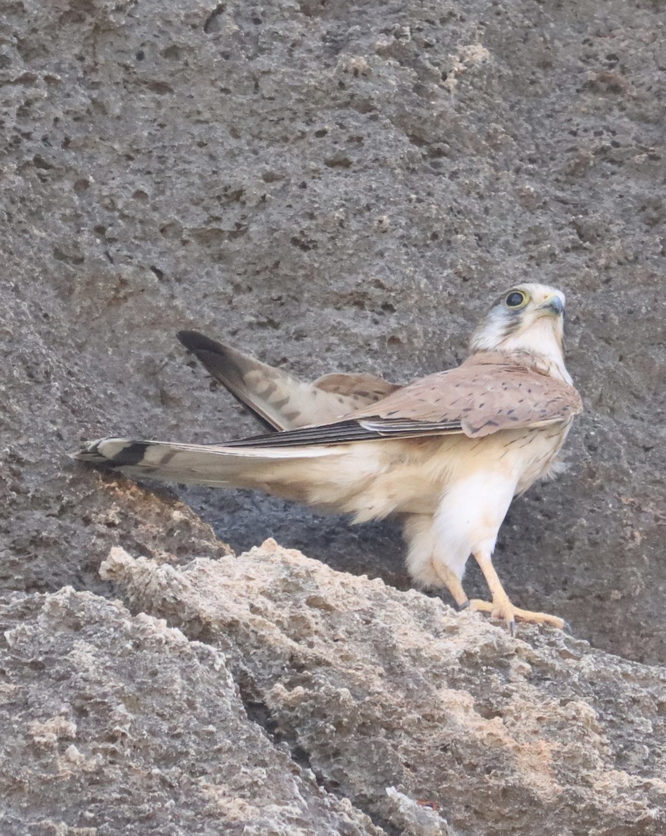 Nankeen Kestrel - ML623830188