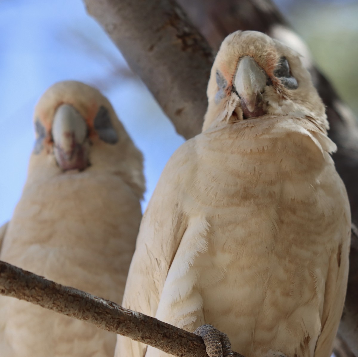 Little Corella - ML623830193