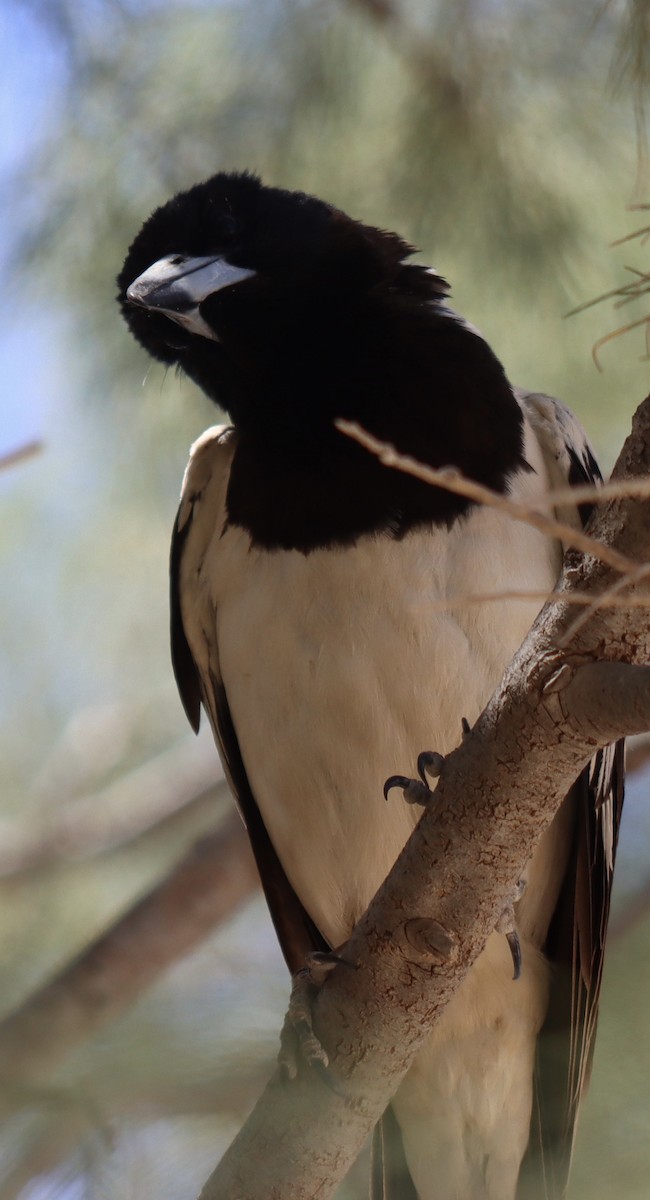 Pied Butcherbird - ML623830197