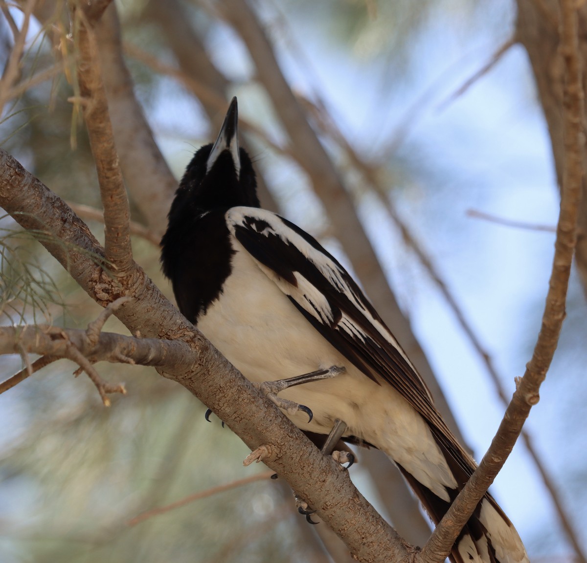 Pied Butcherbird - ML623830198