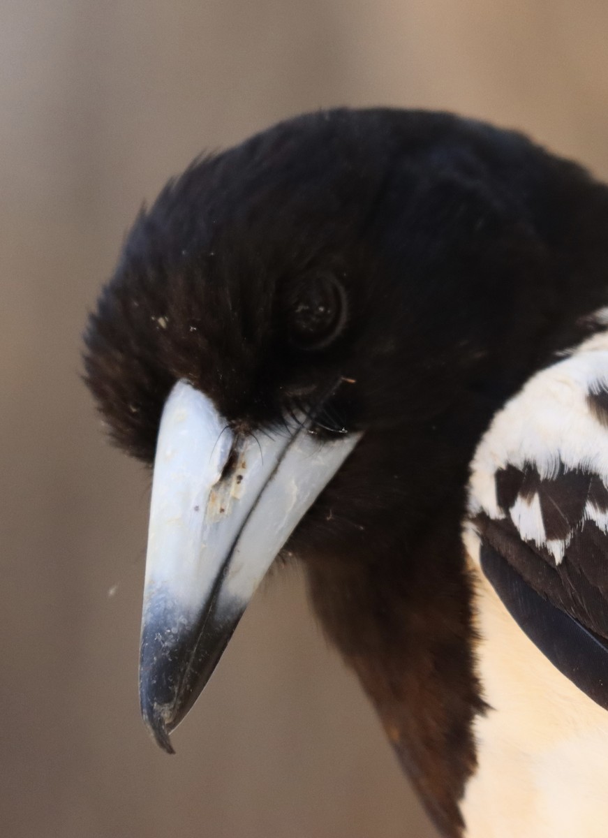 Pied Butcherbird - Ian Leaver