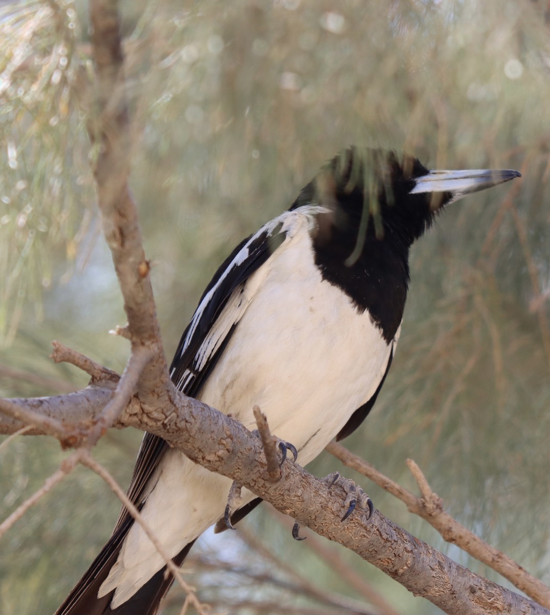 Pied Butcherbird - ML623830200