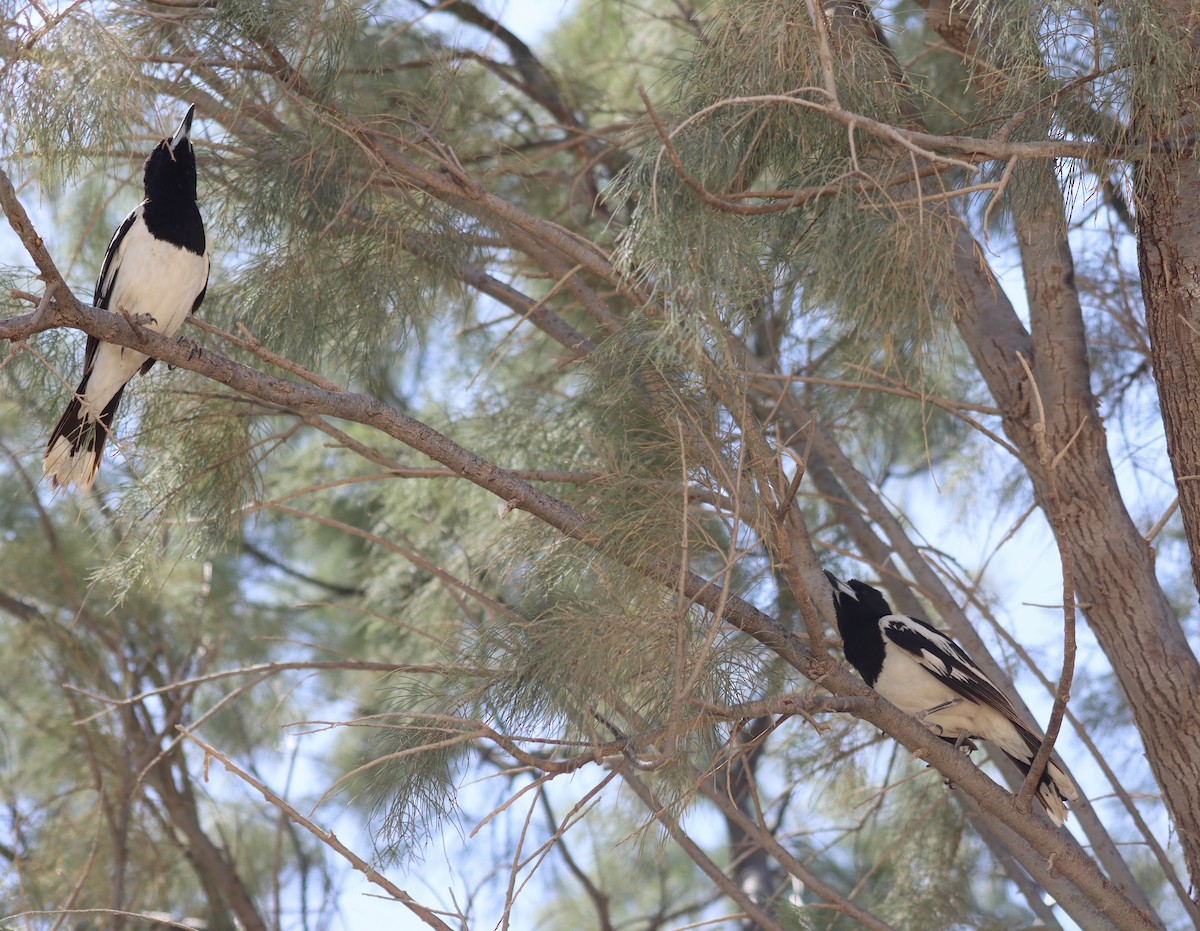 Pied Butcherbird - ML623830203