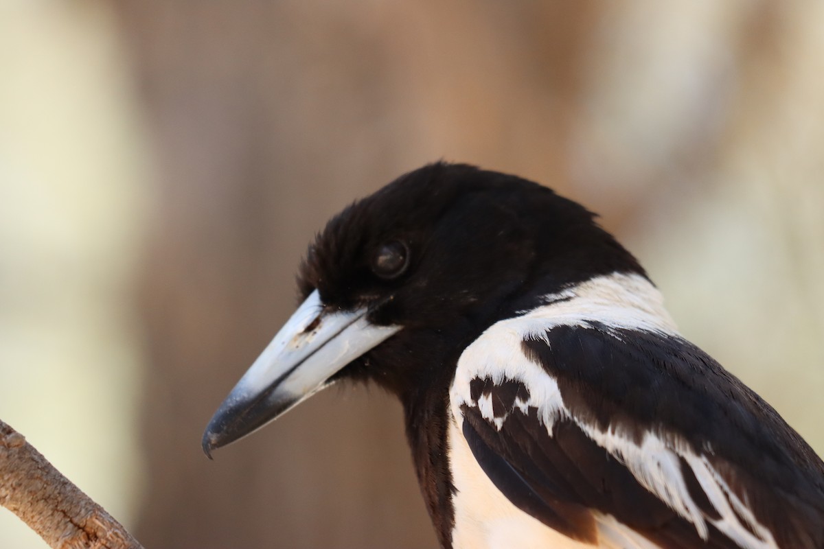 Pied Butcherbird - ML623830204