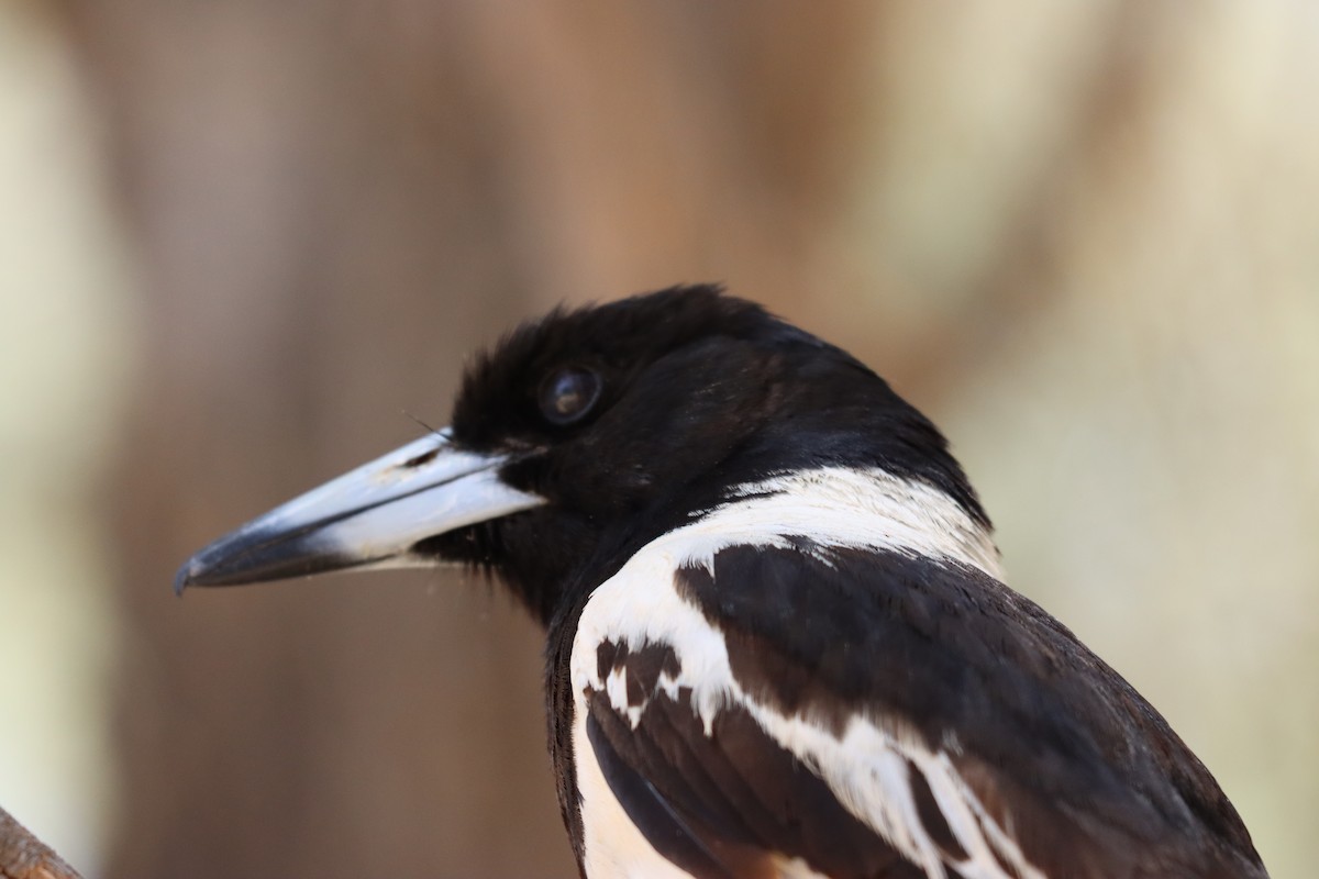 Pied Butcherbird - ML623830205