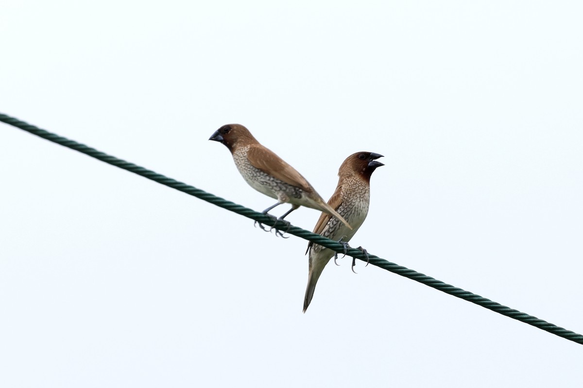 panenka muškátová - ML623830212