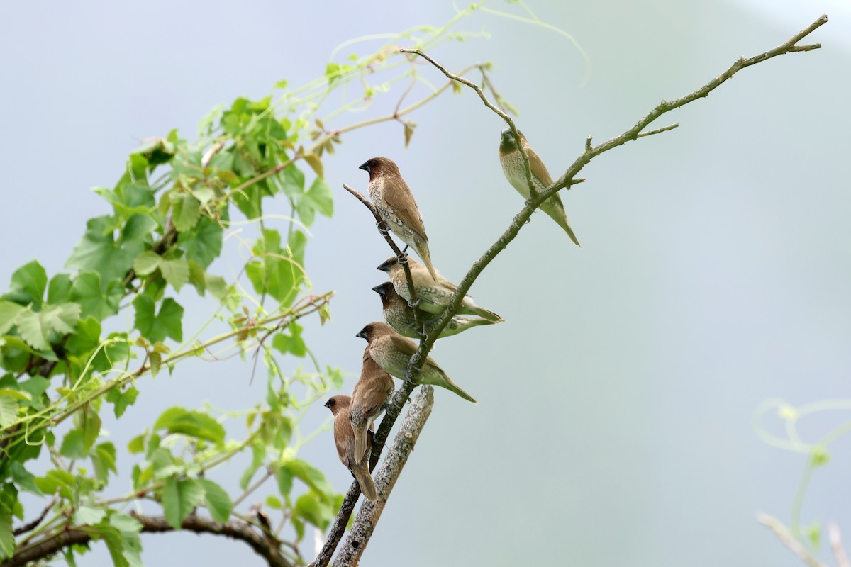 panenka muškátová - ML623830213