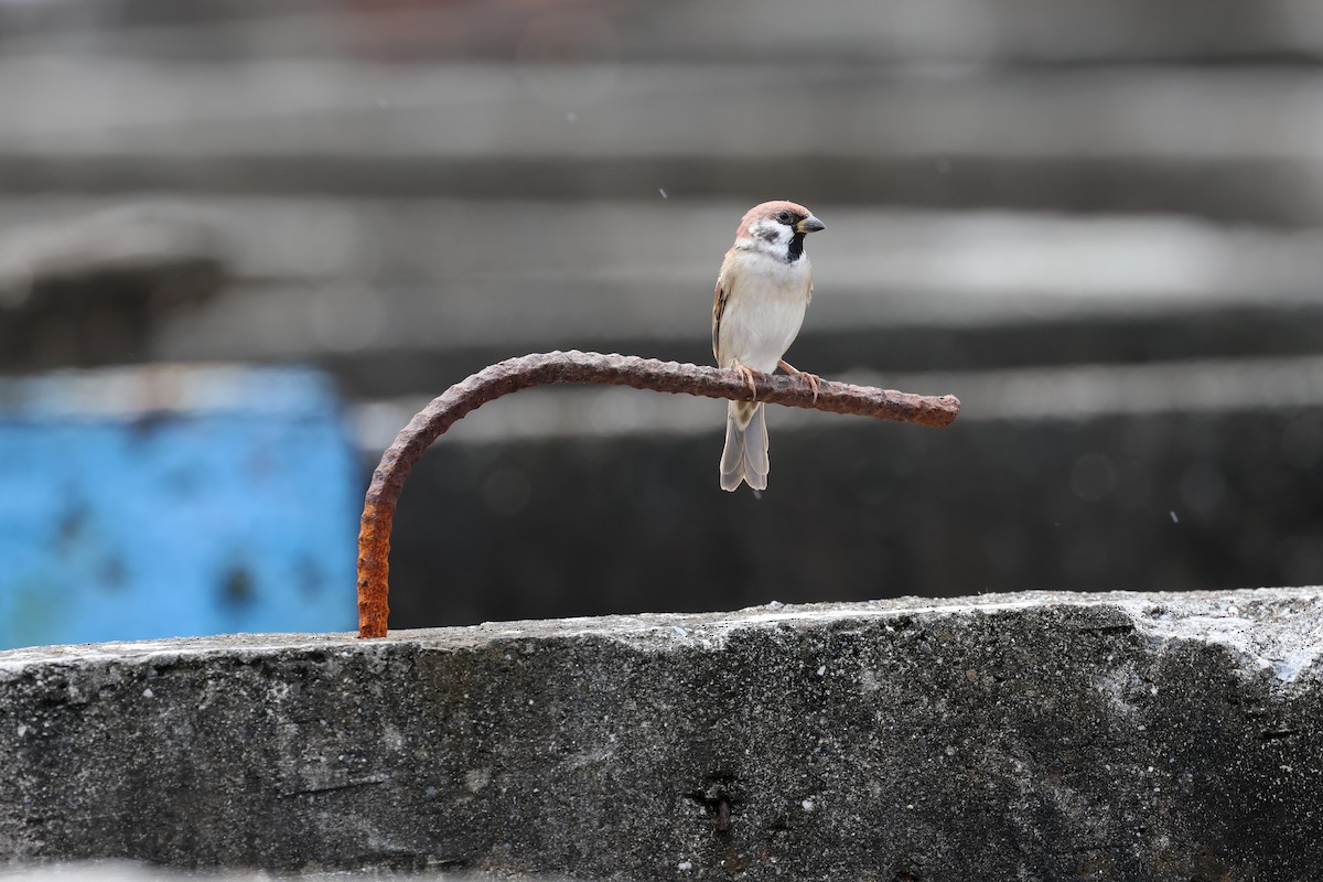 vrabec polní - ML623830214