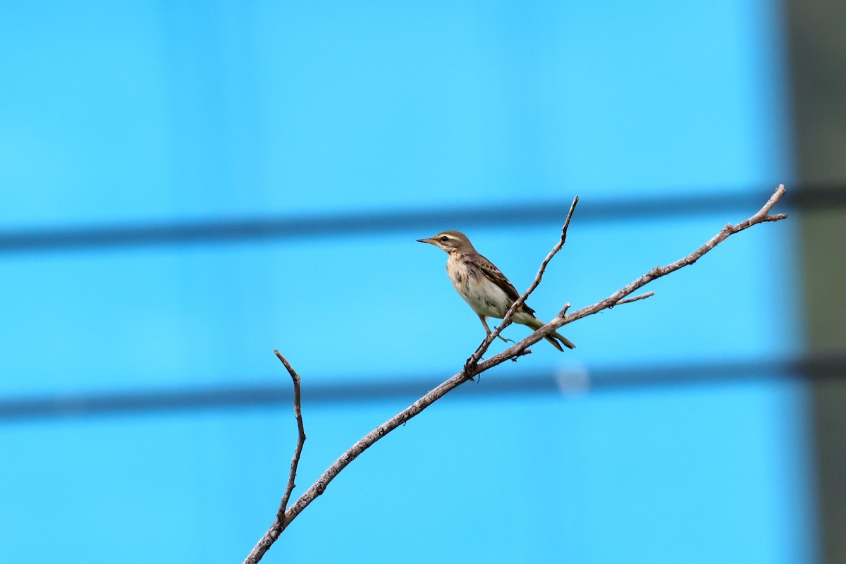 konipas východní - ML623830216