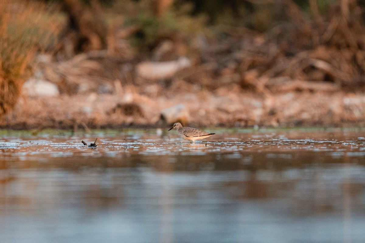 Red Knot - ML623830250