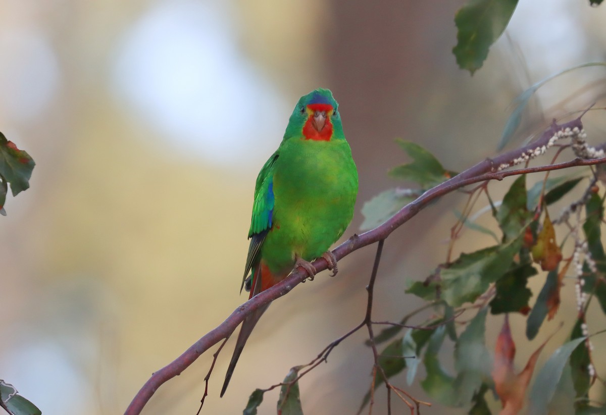 Swift Parrot - Wayne Paes