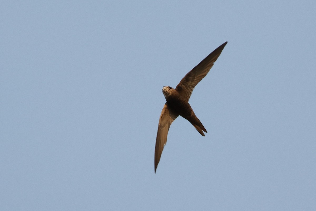 Pallid Swift - ML623830265