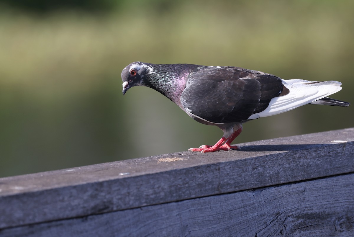 Rock Pigeon (Feral Pigeon) - ML623830274