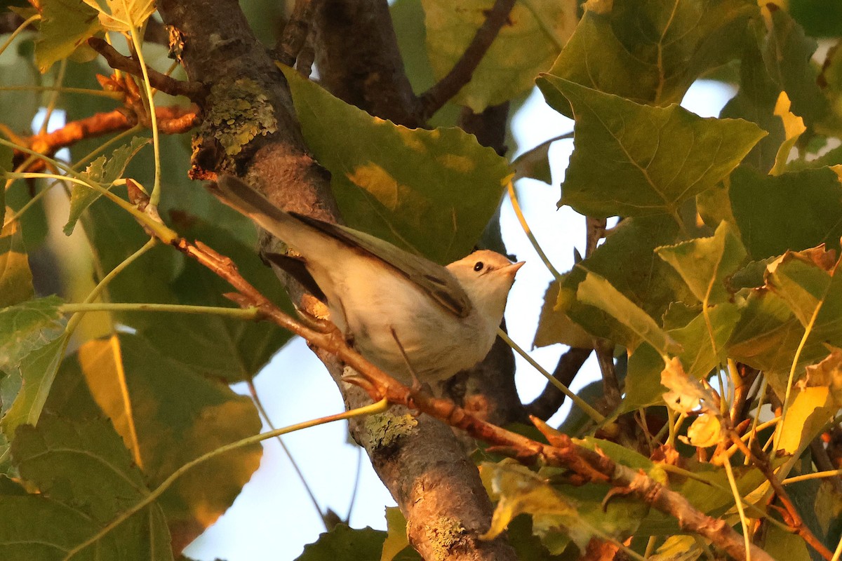 Western Bonelli's Warbler - ML623830297