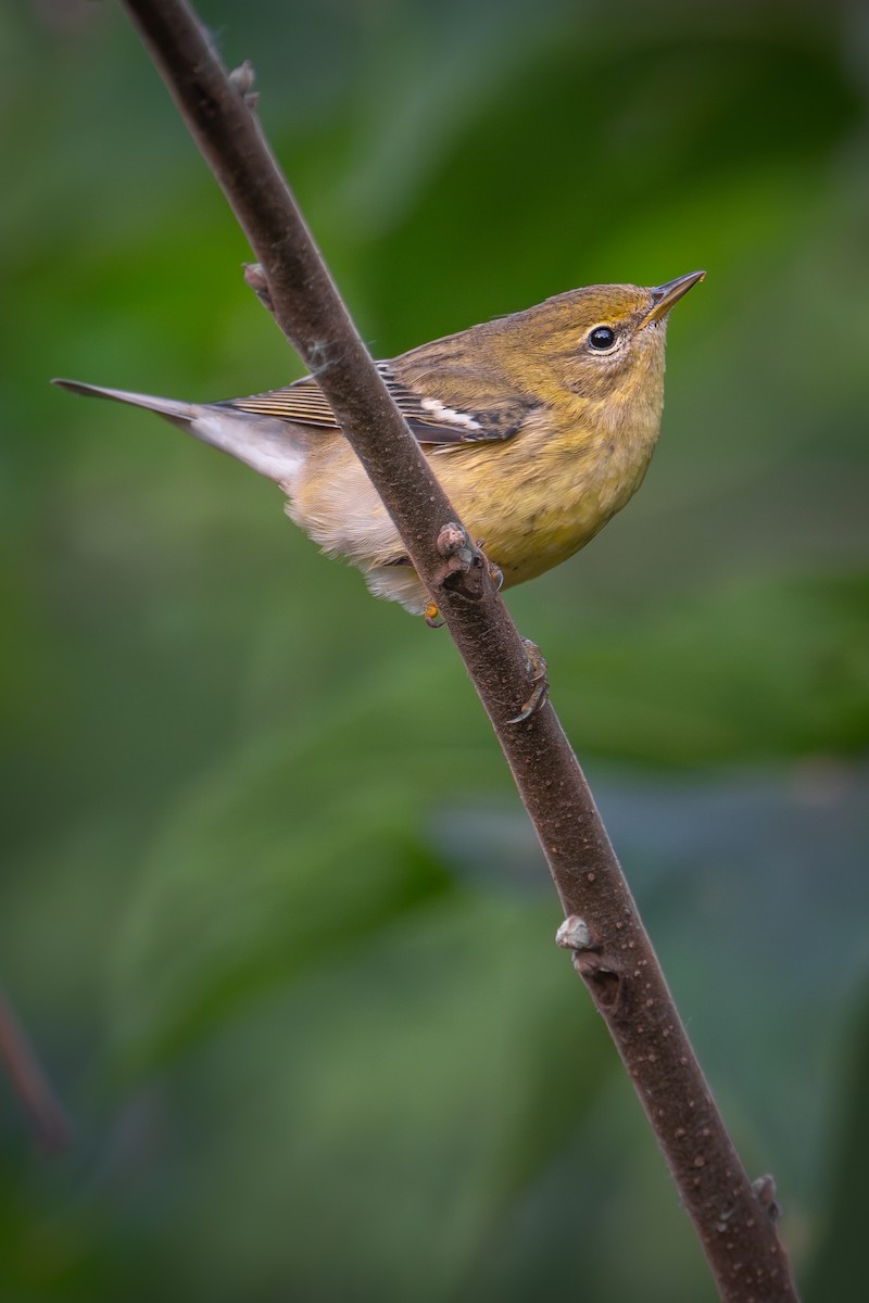 Blackpoll Warbler - ML623830319