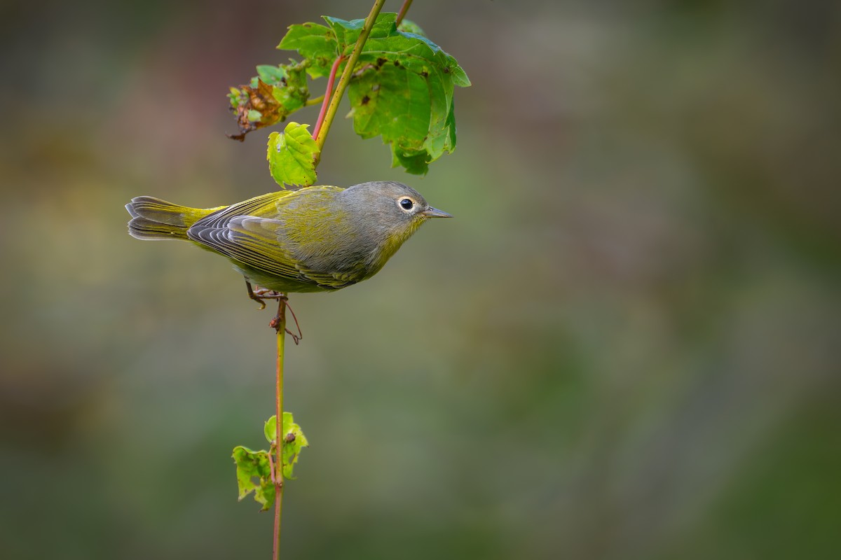 Nashville Warbler - ML623830321