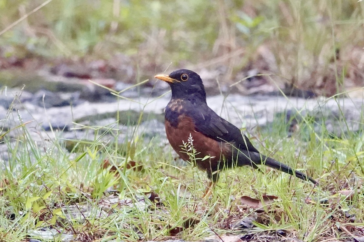 Island Thrush - ML623830323