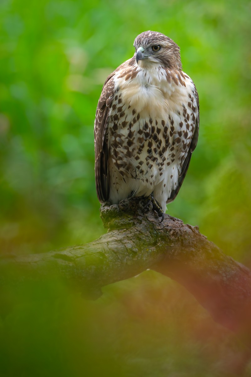 Red-tailed Hawk - ML623830325