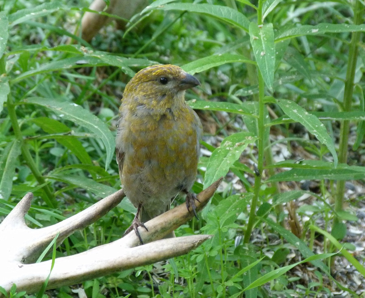 Pine Grosbeak - ML623830329