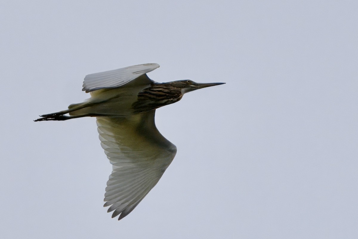 pond-heron sp. - ML623830334