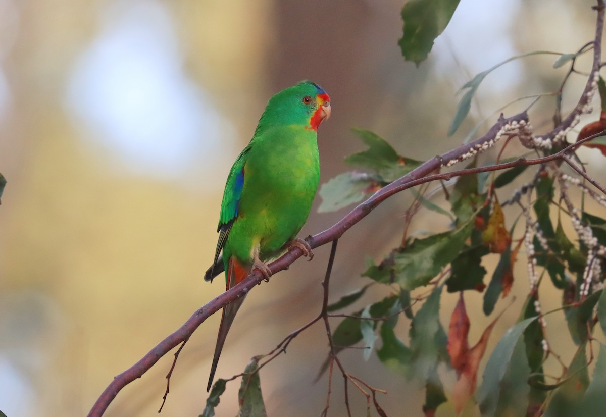 Swift Parrot - ML623830339