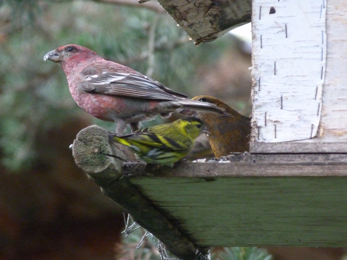 Eurasian Siskin - ML623830341