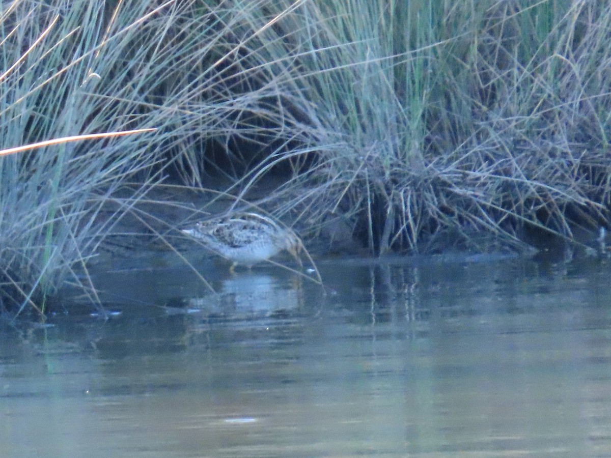 Latham's Snipe - ML623830363