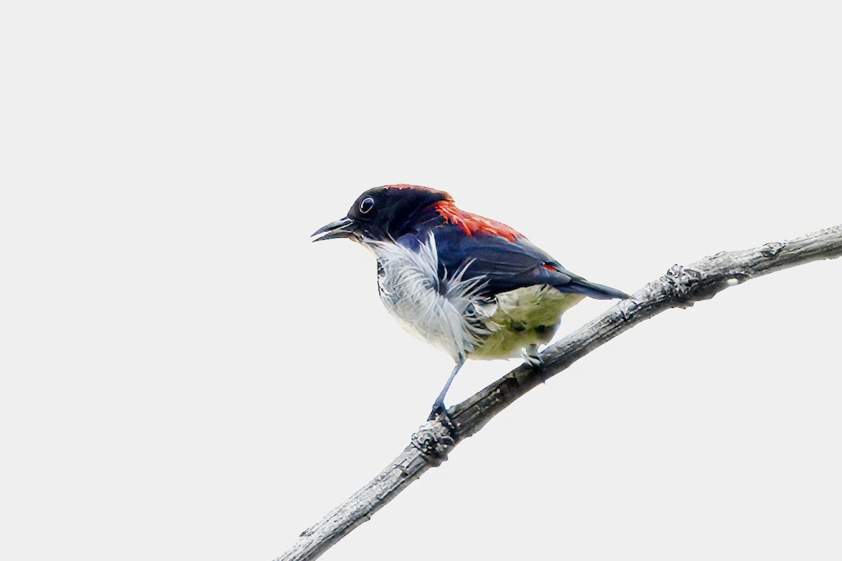 Scarlet-backed Flowerpecker - ML623830369