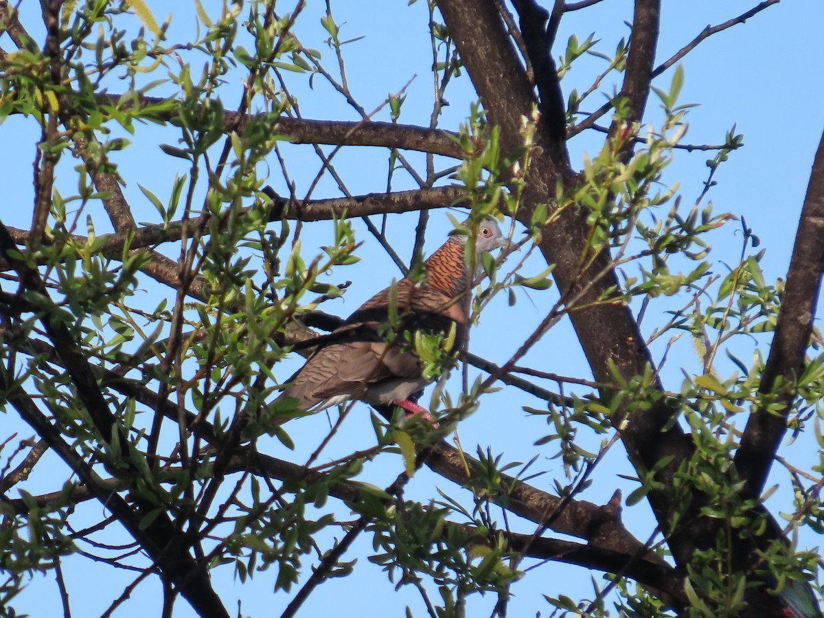 Bar-shouldered Dove - ML623830373