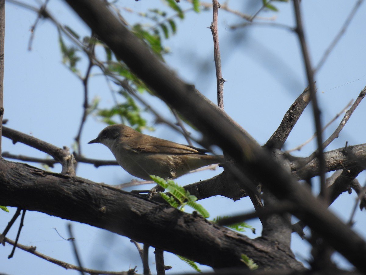 Lesser Whitethroat - ML623830395