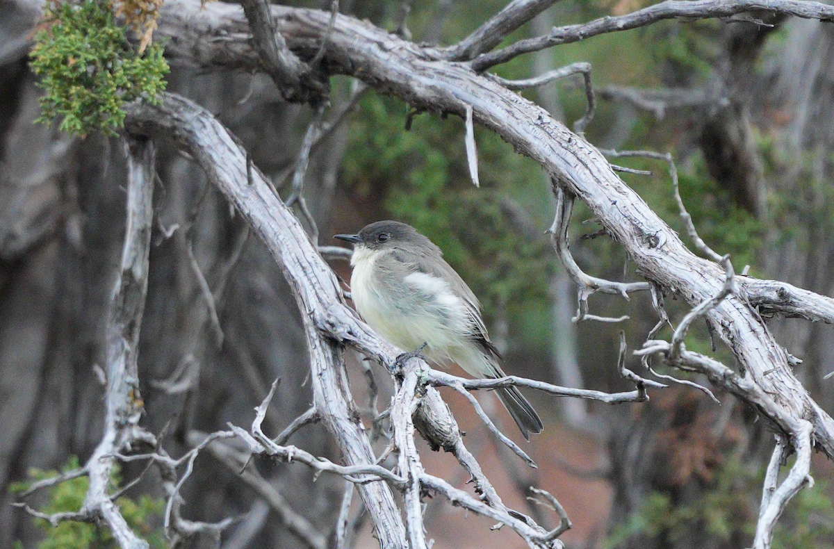 Eastern Phoebe - ML623830451