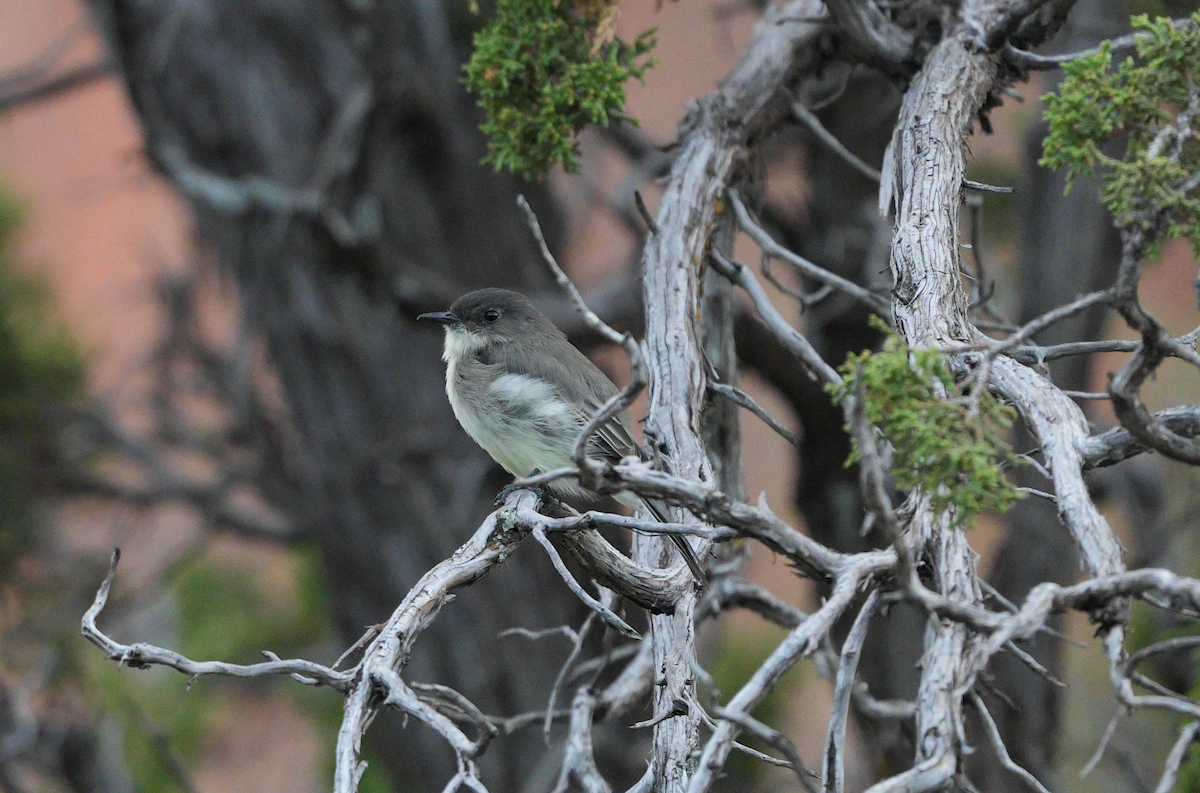 Eastern Phoebe - ML623830452