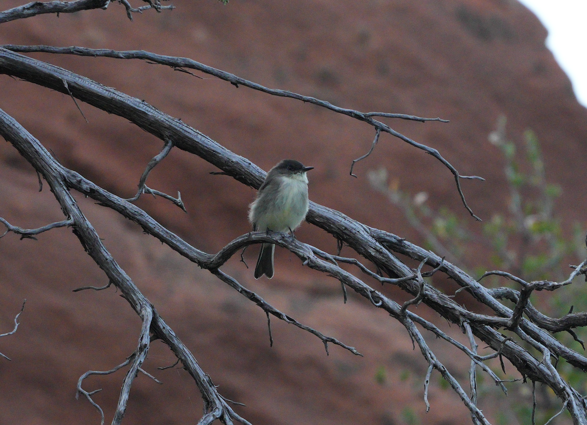 Eastern Phoebe - ML623830453