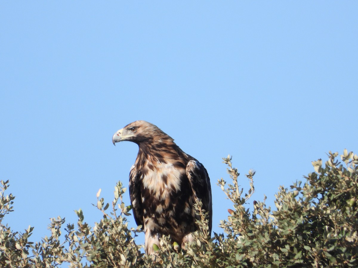 Iberienadler - ML623830462