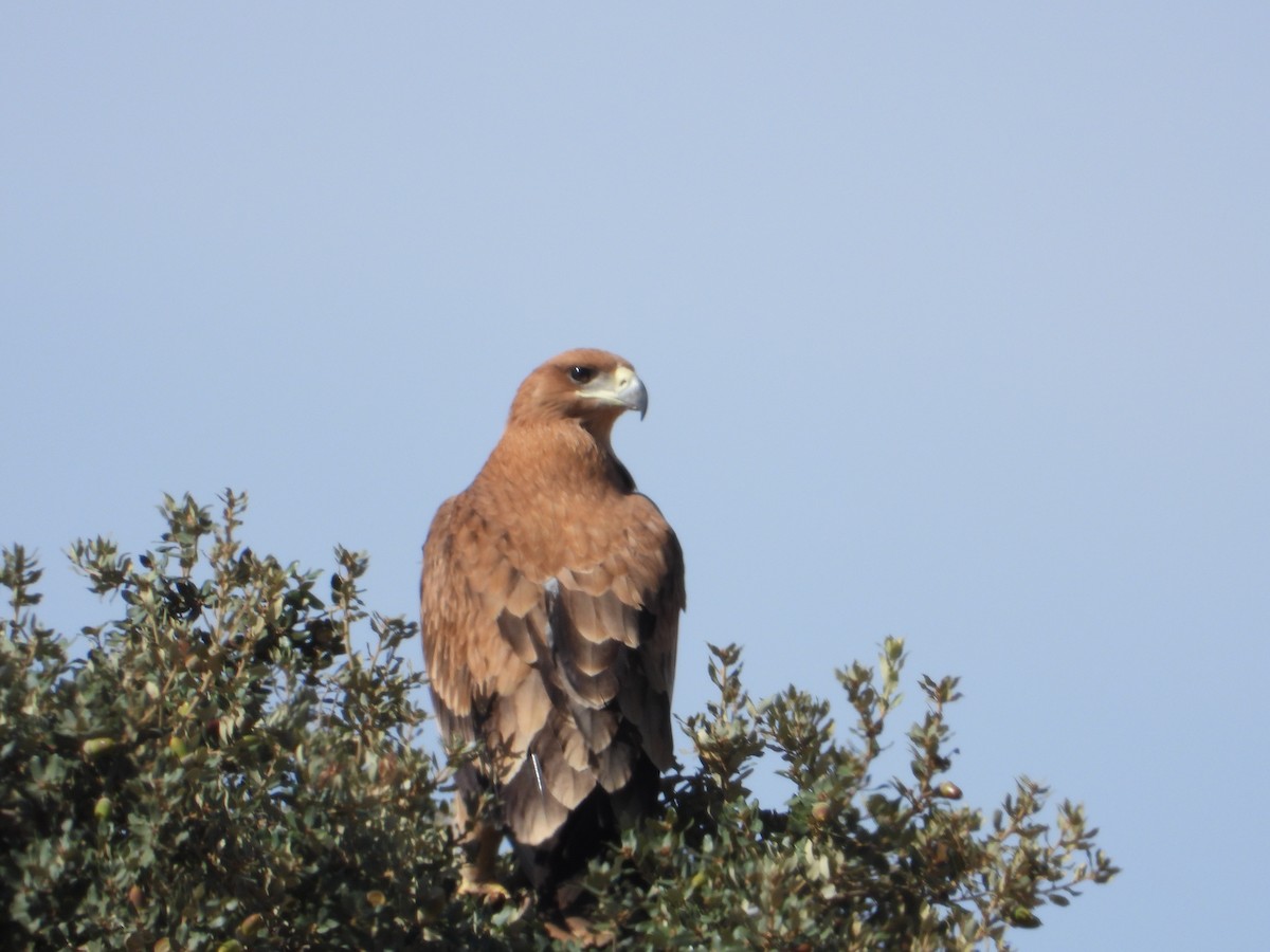 Iberienadler - ML623830464