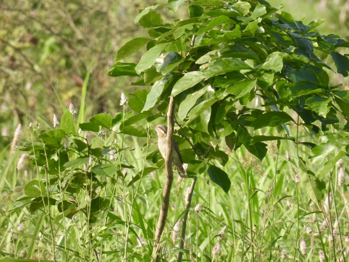 Eurasian Wryneck - ML623830492