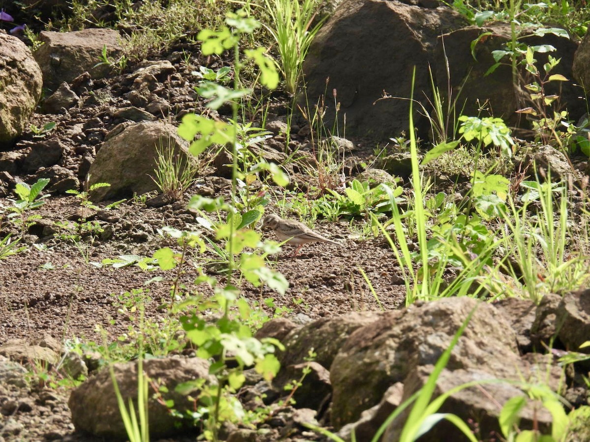 Mongolian Short-toed Lark - ML623830499