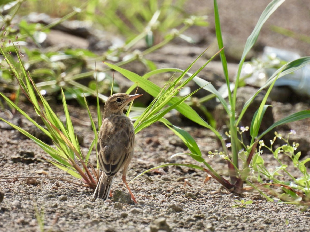 Paddyfield Pipit - ML623830500