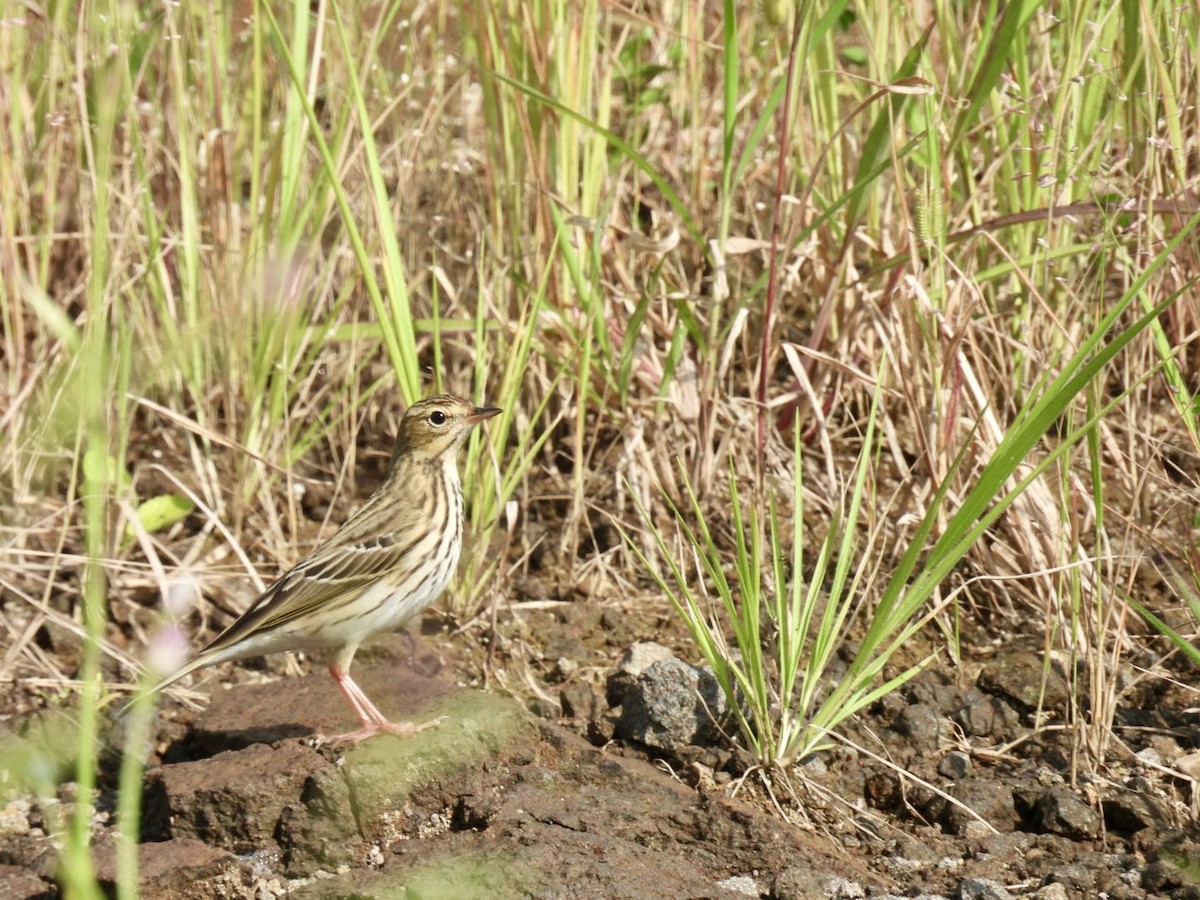 Tree Pipit - ML623830502