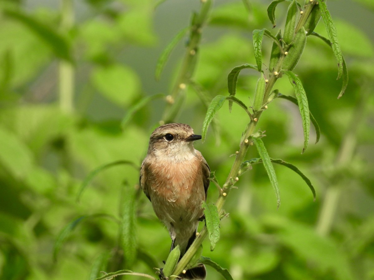 Siberian Stonechat - ML623830503