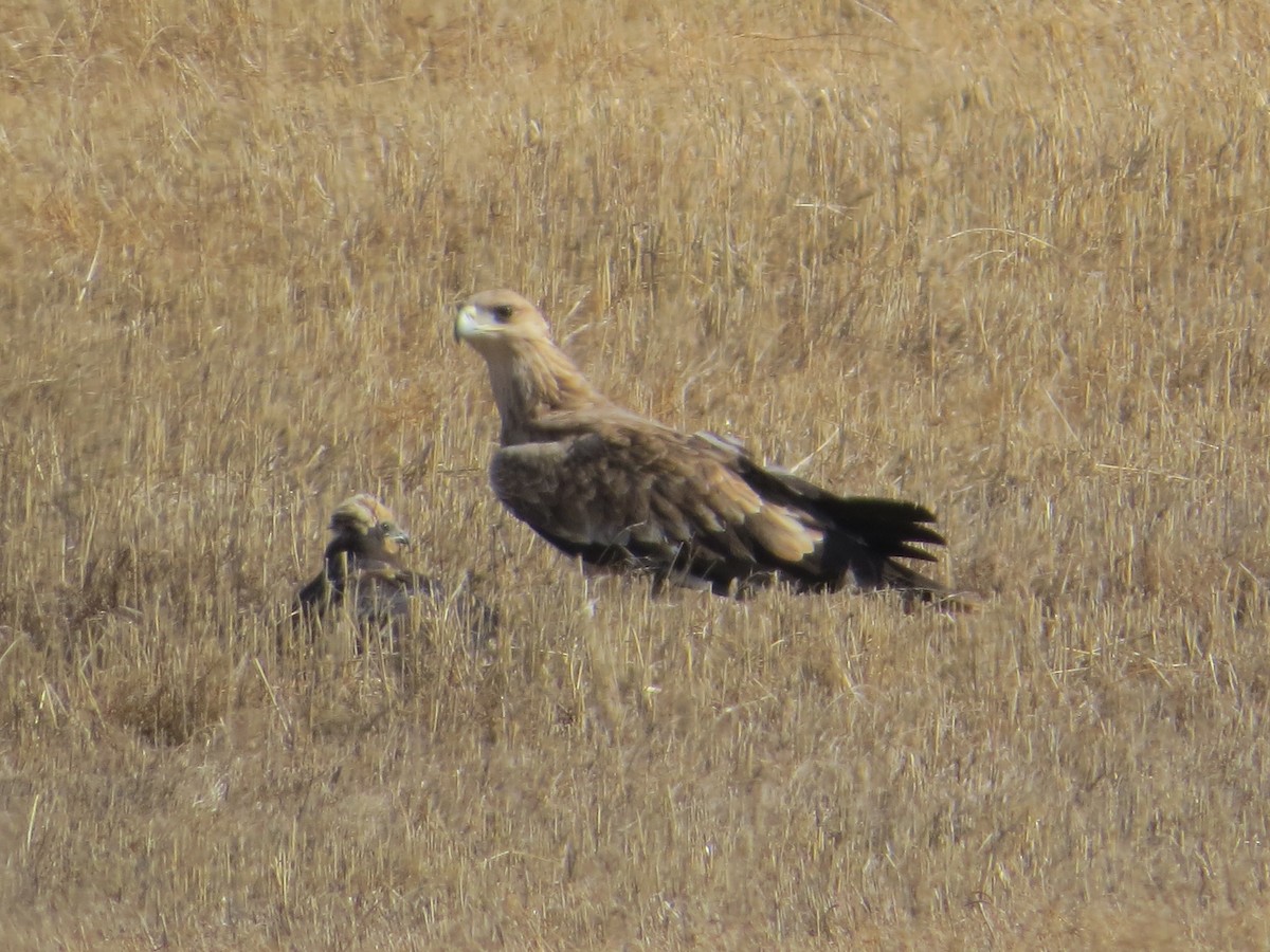 Iberienadler - ML623830508