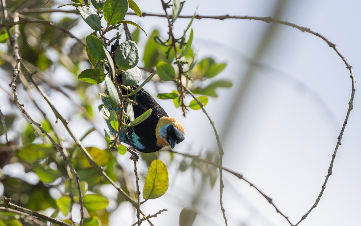 Golden-hooded Tanager - ML623830520