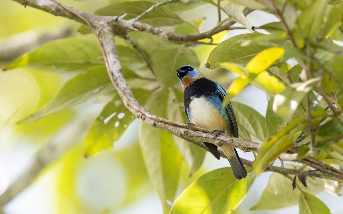 Golden-hooded Tanager - ML623830521