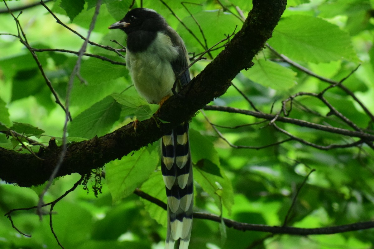 Yellow-billed Blue-Magpie - ML623830586