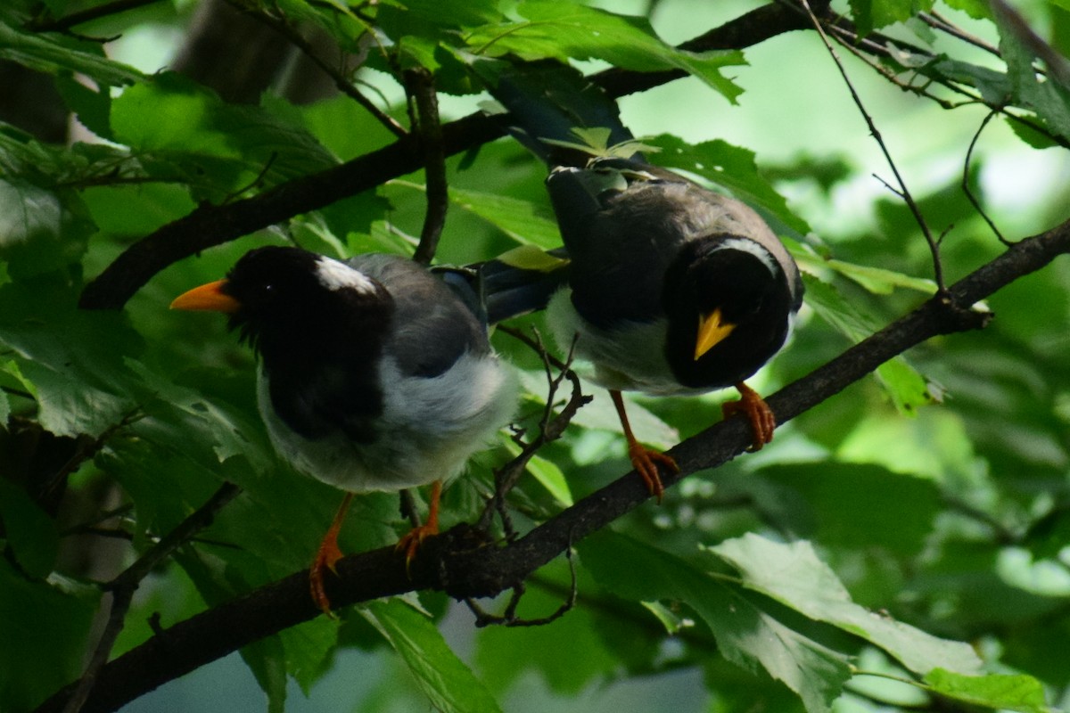 Yellow-billed Blue-Magpie - ML623830587