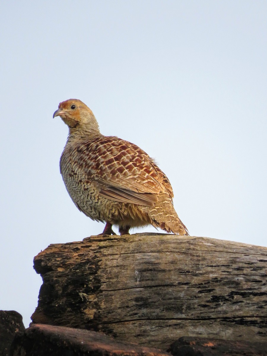 Gray Francolin - ML623830595